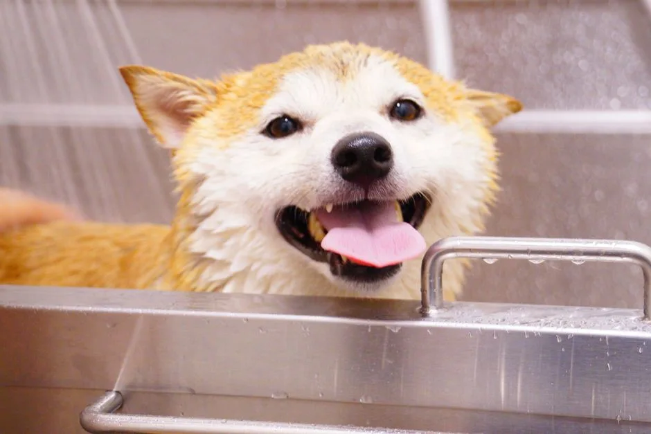 Close-up of a joyful Shiba Inu dog taking a bath with its tongue out. Perfect pet care moment.